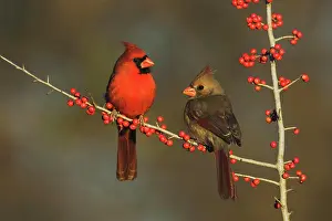 Cardinal: Northern Cardinal (Cardinalis cardinalis), pair
