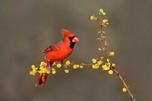 Cardinal: Northern Cardinal (Cardinalis cardinalis) perched