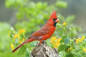Singing: Northern Cardinal Cardinalis cardinalis Rio Grande City