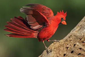 Dominance: Northern cardinal dominance display toward another bird