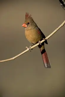 Cardinals: Northern Cardinal - Female