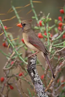 Cardinals: Northern Cardinal - Female