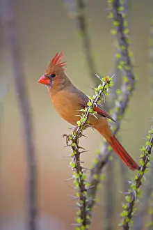 Cardinals: Northern Cardinal - Female