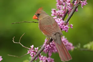 Cardinals: Northern Cardinal - Female