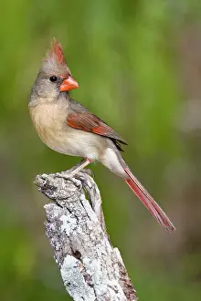 Cardinals: Northern Cardinal - female