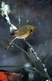 Cardinals: Northern CARDINAL - Female, perched on branch