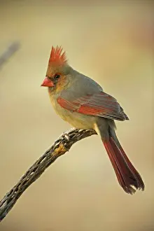 Cardinals: Northern Cardinal - Female, perched on ocotillo
