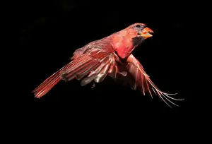 Cardinalis: Northern Cardinal in Flight