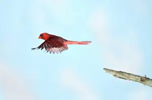Cardinalis: Northern Cardinal in Flight