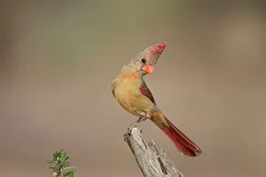 Cardinals: Northern Cardinal - immature male