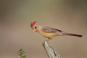 Cardinals: Northern Cardinal - immature male