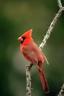 Cardinals: Northern Cardinal - male
