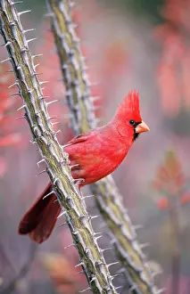 Cardinals: Northern Cardinal - Male