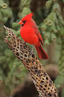 Cardinals: Northern Cardinal - male