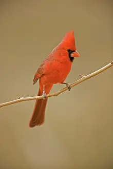 Cardinals: Northern Cardinal - Male