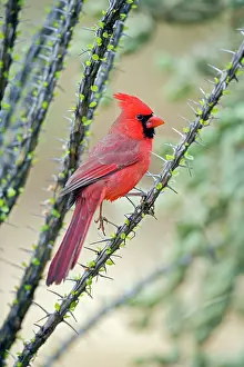 Cardinals: Northern Cardinal - Male