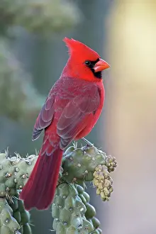 Cardinals: Northern Cardinal - male