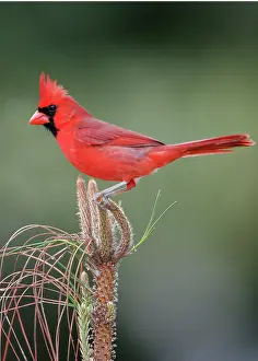 Cardinals: Northern Cardinal male