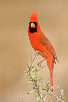 Cardinals: Northern Cardinal - male