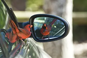 Cardinalis: Northern Cardinal Male
