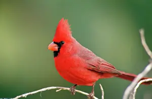 Cardinals: Northern CARDINAL- male, on branch