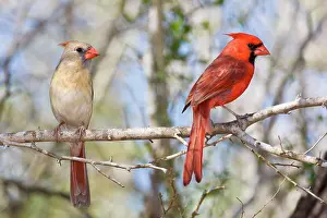 Cardinals: Northern Cardinal - male and female