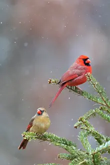 Cardinal: Northern cardinal male and female in fir tree in
