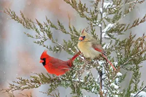 Cardinal: Northern cardinal male and female in red cedar tree