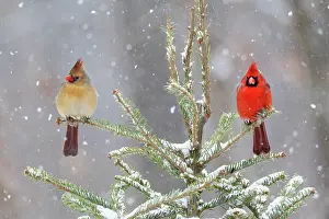 Cardinal: Northern cardinal male and female in spruce tree