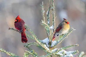 Cardinal: Northern cardinal male and female in spruce tree