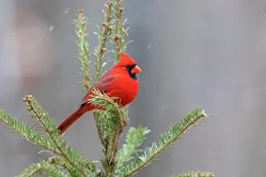 Cardinal: Northern cardinal male in fir tree in snow, Marion