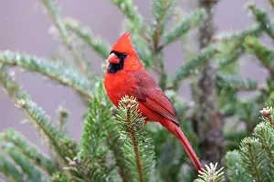 Cardinal: Northern cardinal male in fir tree in snow, Marion