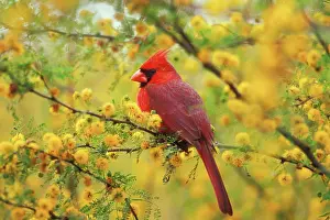 Cardinals: Northern CARDINAL - male, in huisache tree