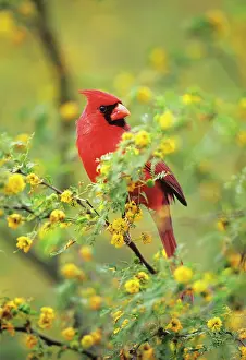 Cardinals: Northern CARDINAL - male, in huisache tree