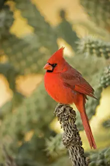 Cardinals: Northern Cardinal - Male, Perched on ocotilla