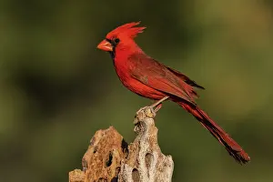 Cardinal: Northern cardinal male portrait, USA, Arizona