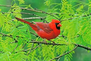 Cardinals: Northern Cardinal - Male, sitting in bush in Spring