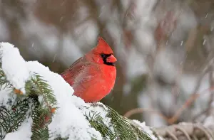 Cardinals: Northern Cardinal - male in snow