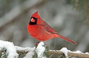 Cardinals: Northern Cardinal - male in the snow