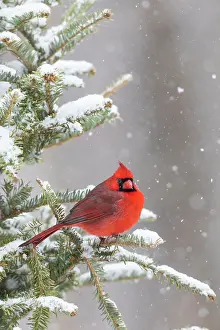 Cardinal: Northern cardinal male in spruce tree in winter