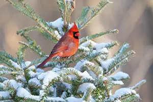 Cardinal: Northern cardinal male in spruce tree in winter