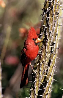 Cardinals: Northern CARDINAL - male, on tree