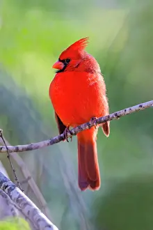 Center: Northern cardinal male warming in sun