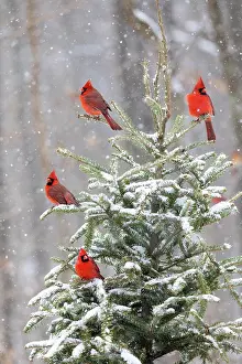 Cardinal: Northern cardinal males in spruce tree in winter