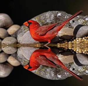 Adam: Northern Cardinal and mirror reflection on small