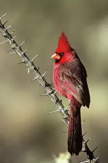 Ocotillo: Northern Cardinal on Ocotillo