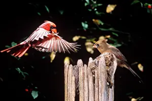 Cardinals: Northern Cardinal pair