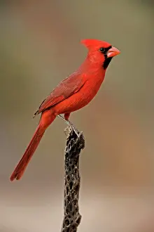 Cardinals: Northern Cardinal - Perched on cactus