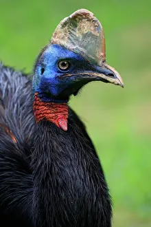 Ratite: Northern cassowary (Casuarius unappendiculatus)