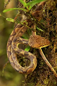 Septentrionalis: Northern Cat-eyed Snake